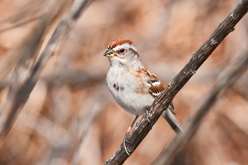American Tree Sparrow