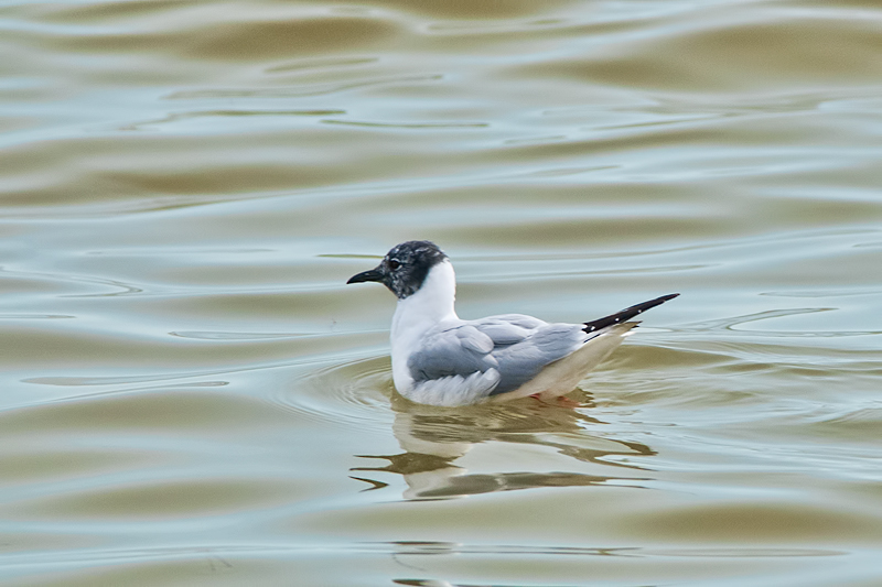 Bonaparte\'s Gull