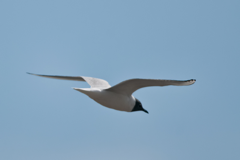 Franklin\'s Gull