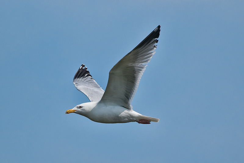 Herring Gull