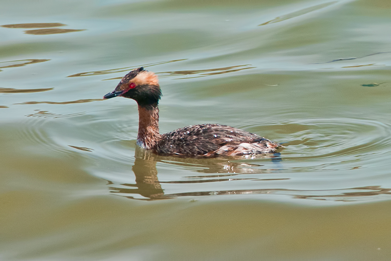 Horned Grebe