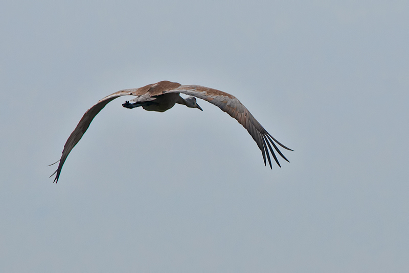 Sandhill Crane