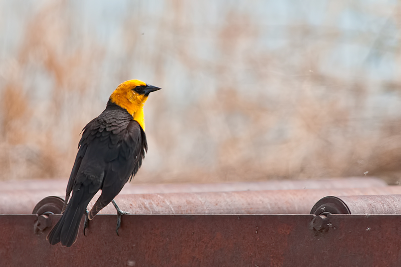 Yellow-headed Blackbird