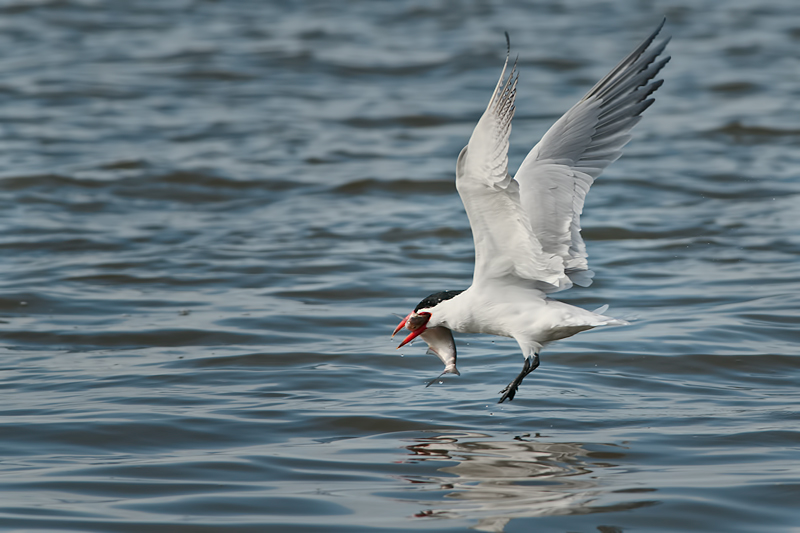 Caspian Tern
