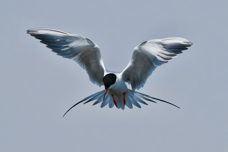 Common Tern