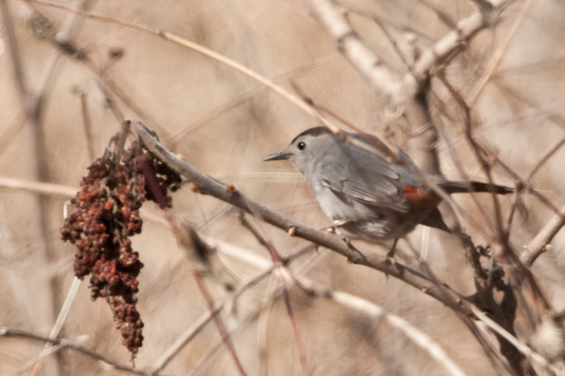 Gray Catbird