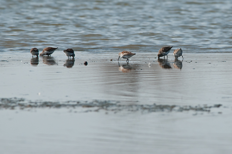 Dunlin
