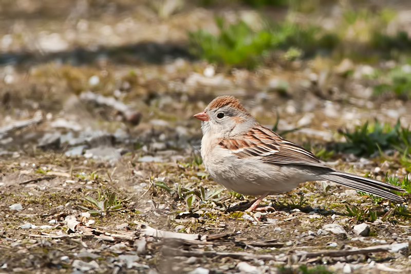 Field Sparrow