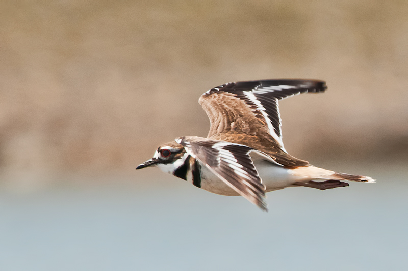 Killdeer IF