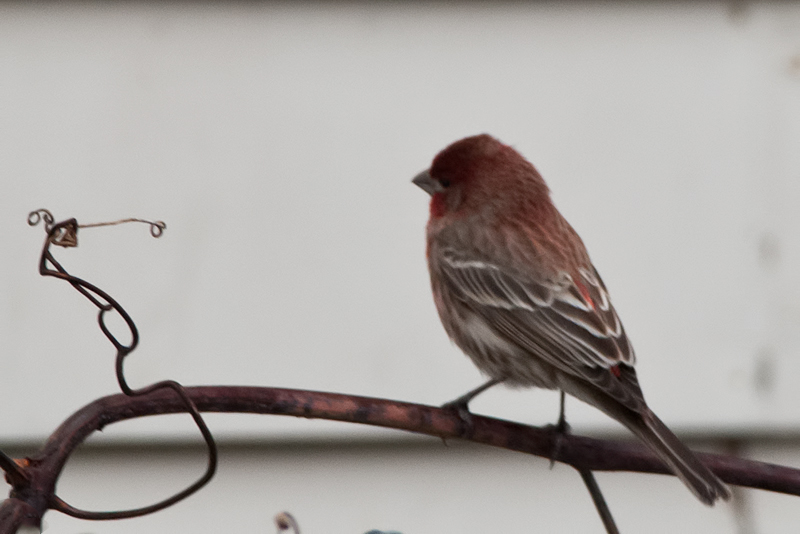 Purple Finch