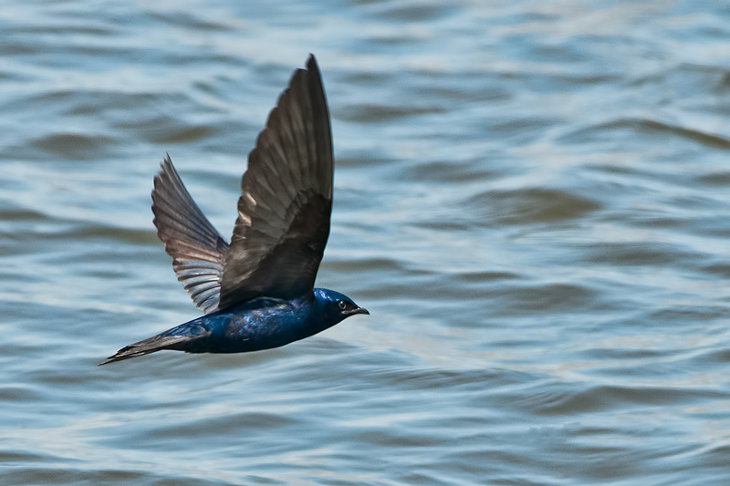 Purple Martin