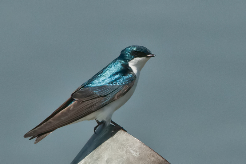 Tree Swallow