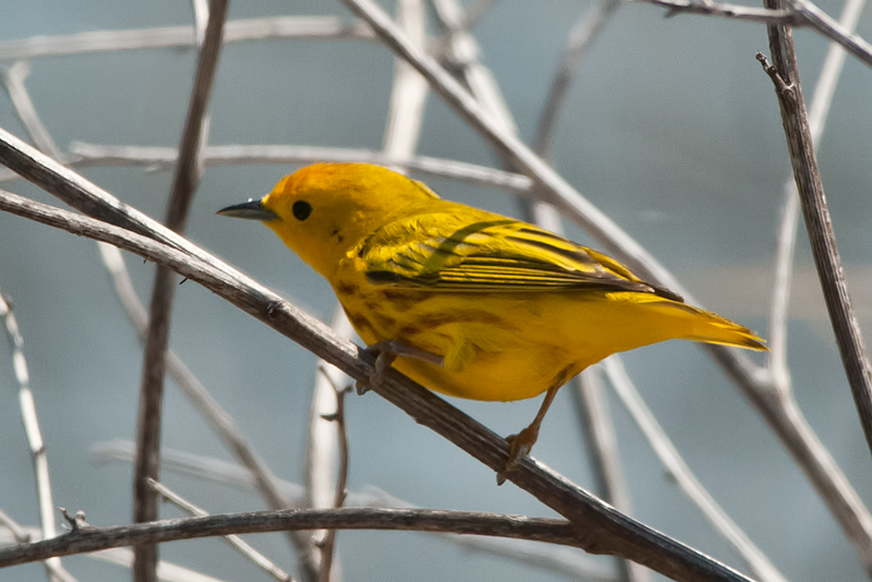 Yellow Warbler