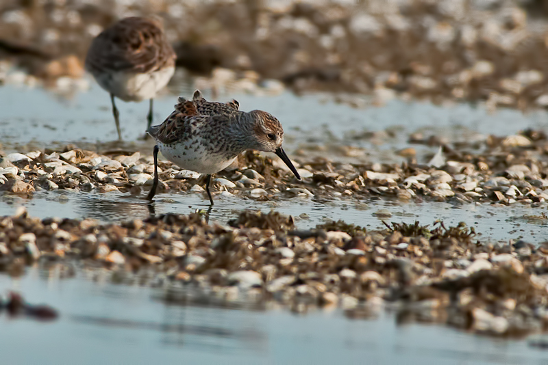 Western Sandpiper