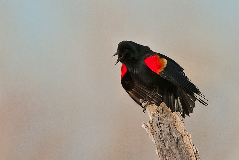 Red Winged Blackbird