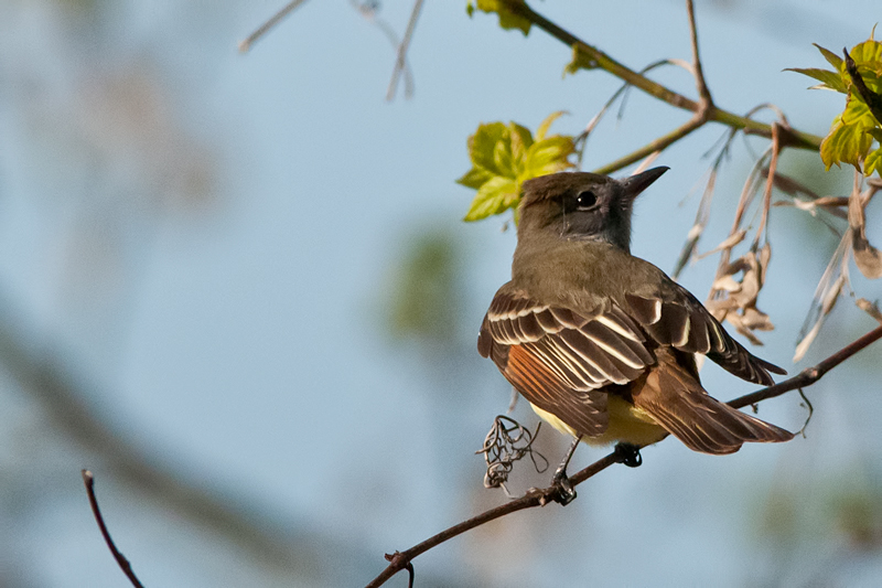 Acadian Flycatcher