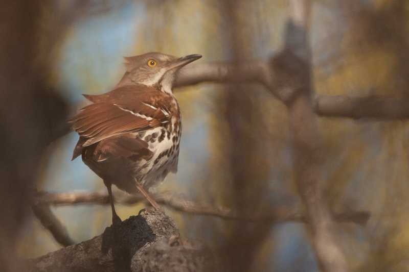 Brown Thrasher