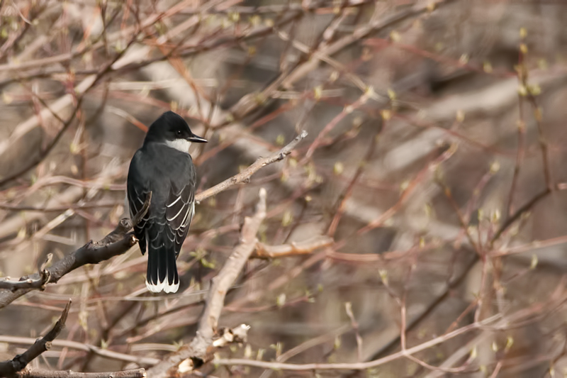 Eastern Kingbird