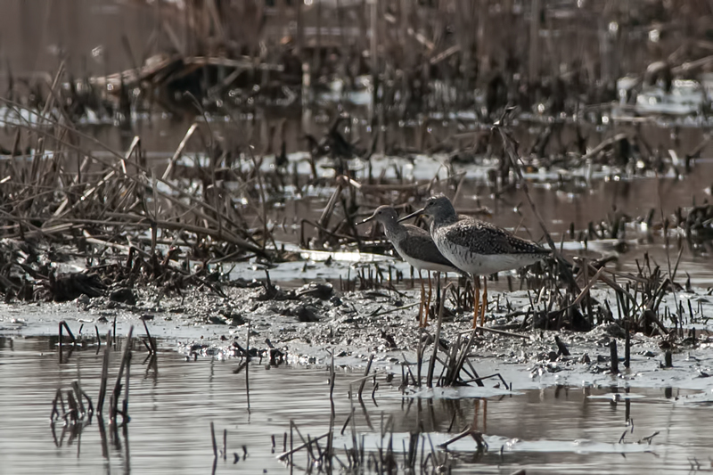 Greater(front) Lesser (back) yellowlegs