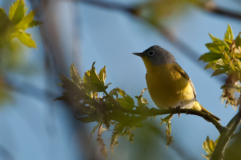 Nashville Warbler