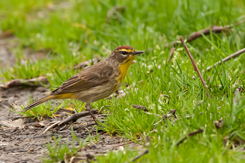 Palm Warbler