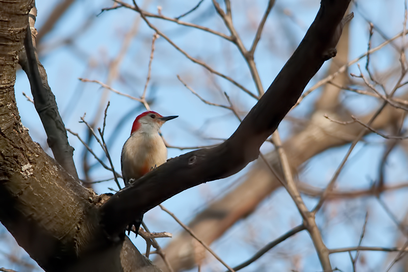 Red-bellied Woodpecker