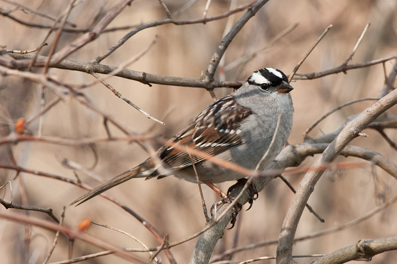 White-crowned Sparrow