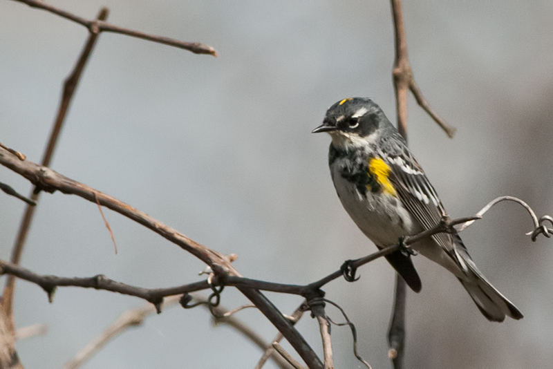Yellow-rumped Warbler