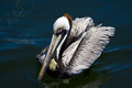 The Wonderous Pelican