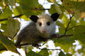 Baby Opossum