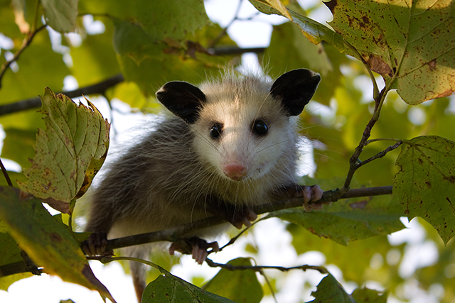 Baby Opossum