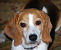 Soulful Eyes