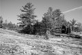 trees-in-the-front-view.jpg