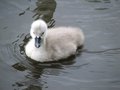 Ugly Duckling