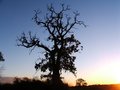 Winter Oak