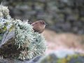 Shetland Wren