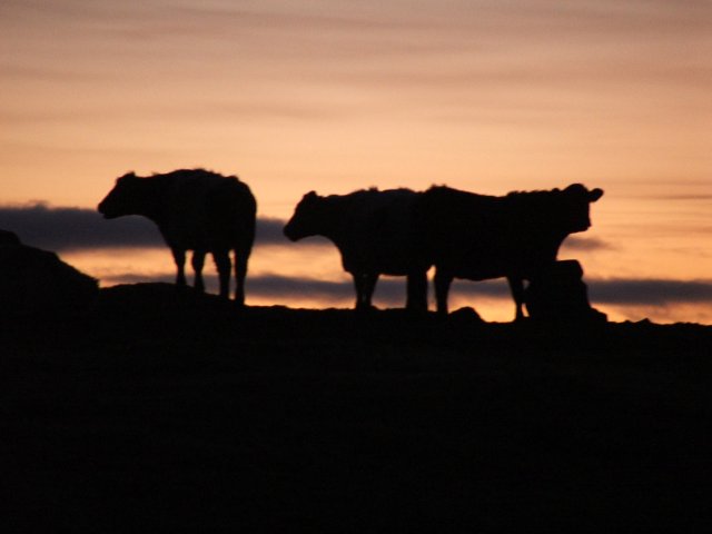 Bovine sunset