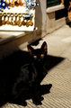 catdp.jpg