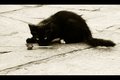 catfeedjpg.jpg