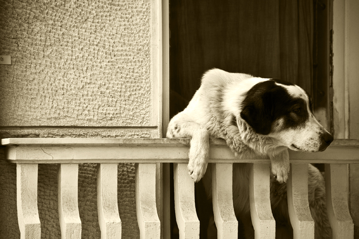 dogbalcbw.jpg