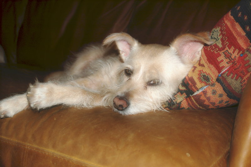 Dreamin'