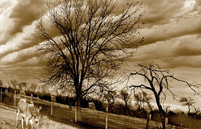 cotton-row-clouds2.jpg