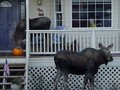 Moose on the loose