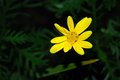 My Yellow 