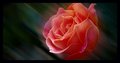 Rose in motion