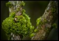 Moss
