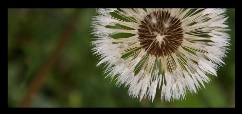 Horton Hears a Who!