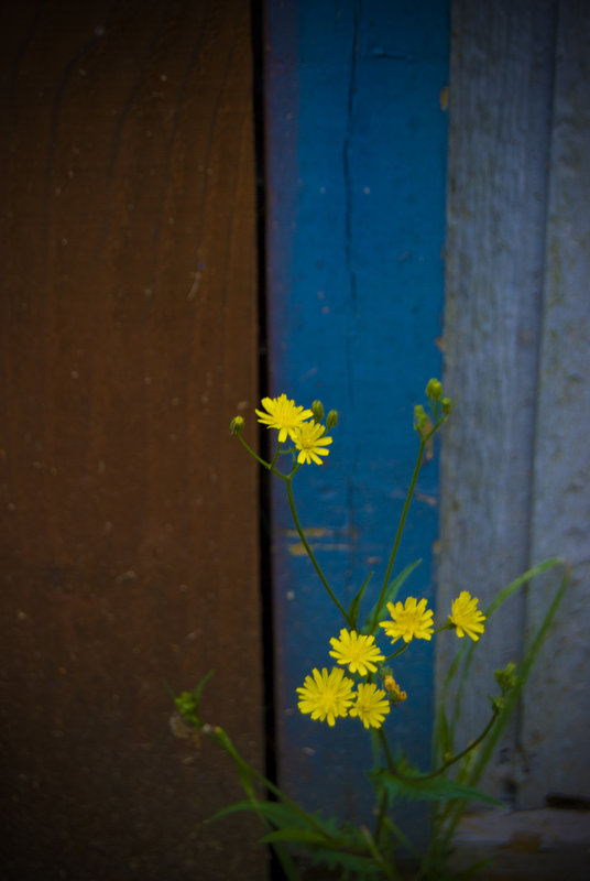 daisy and fence.jpg