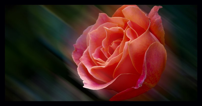Rose in motion