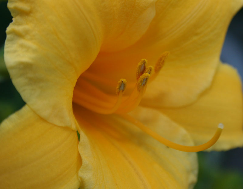 Flower-Power